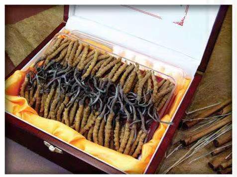 洪雅冬虫夏草回收